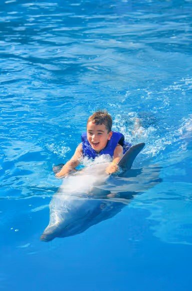 Swim with Dolphins