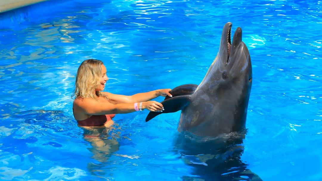 Dolphin Therapy
