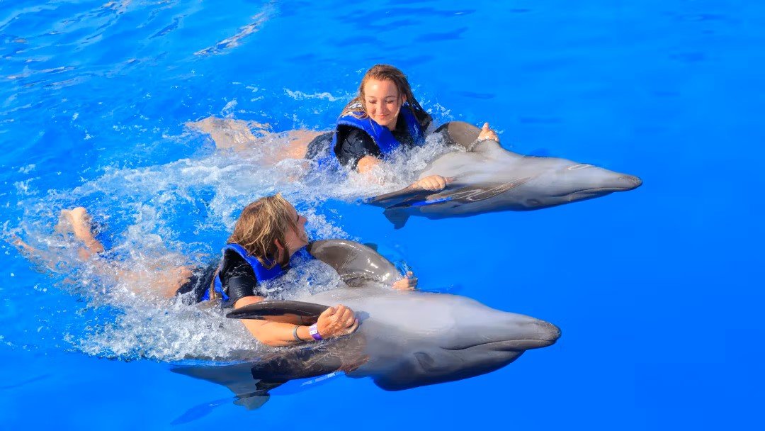 Side Swimming with Dolphins Experience | Both Way Transfer is Included