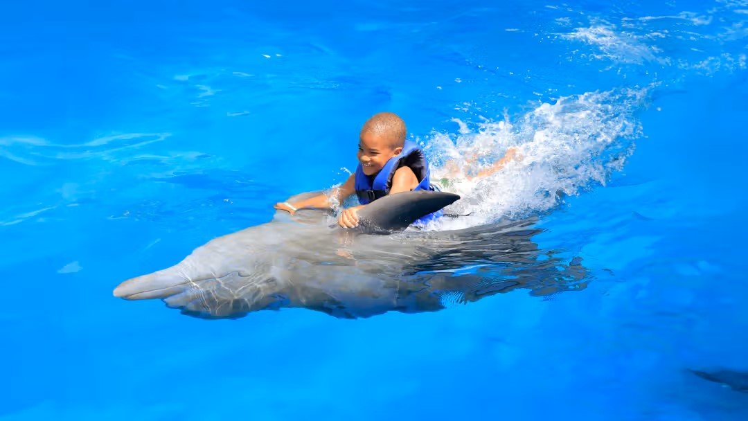 Side Swimming with Dolphins Experience | Both Way Transfer is Included