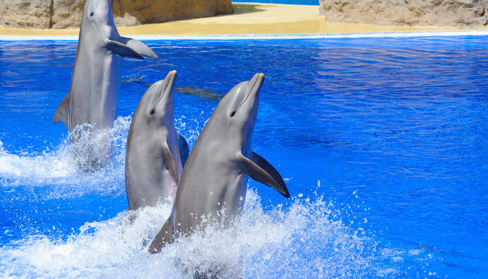 Dolphin and Sea Lion Show in Antalya | Both Way Transfer is Included