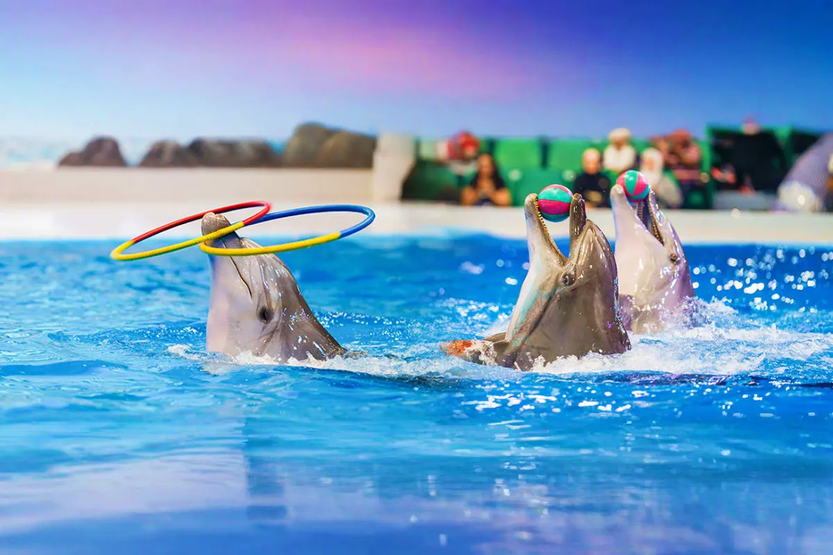 Side Dolphin and Sea Lion Show | Both Way Transfer is Included