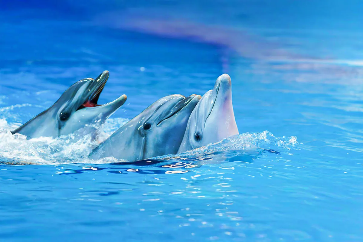 Dolphin Show and Swimming with Dolphins in Antalya | Both Way Transfer is Included